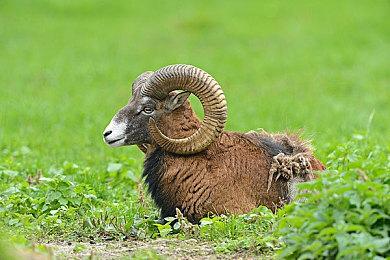 MAPPA正在为《方舟：生存飞升》扩展制作动画